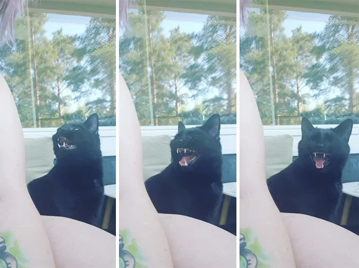 Котика впервые выпустили на балкон, и его реакция рассмешила весь мир - фото 384955