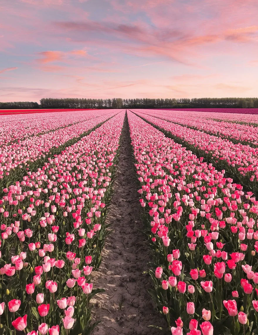 В Нідерландах зацвіли поля тюльпанів - видовище, від якого неможливо відірвати погляд - фото 382232