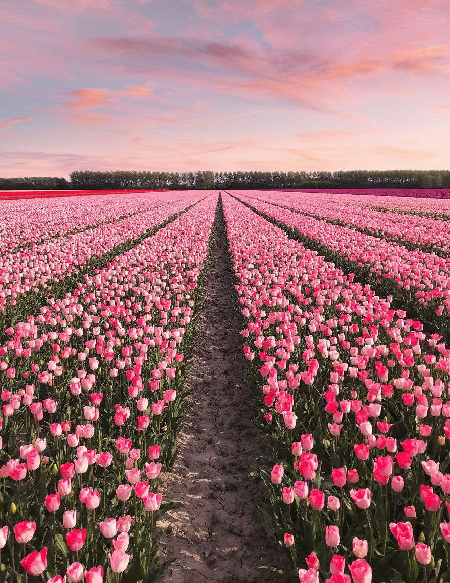 В Нидерландах зацвели поля тюльпанов - зрелище, от которого невозможно оторвать взгляд - фото 382232
