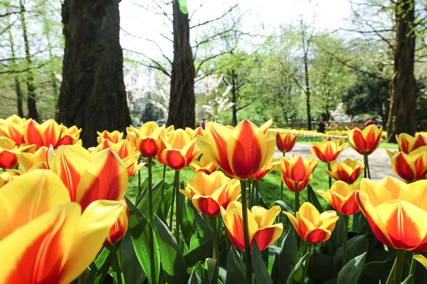 В Нидерландах зацвели поля тюльпанов - зрелище, от которого невозможно оторвать взгляд - фото 382226