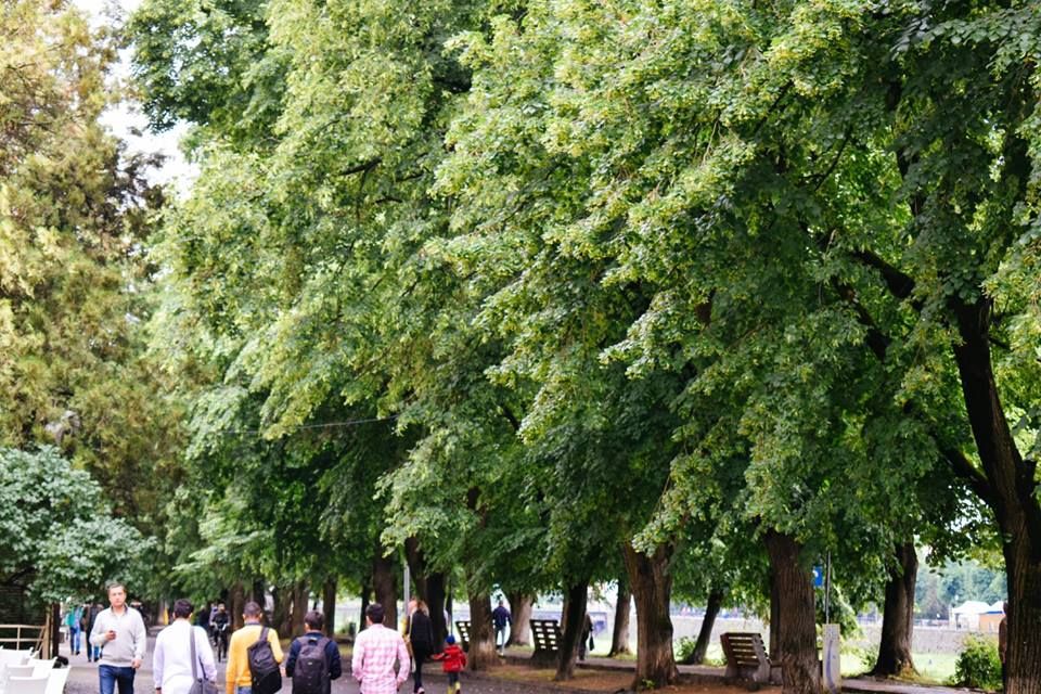 В Ужгороде рекордно быстро зацвела самая длинная липовая аллея Европы (ФОТО) - 385318 В Ужгороде рекордно быстро зацвела самая длинная липовая аллея Европы (ФОТО) - фото 385318