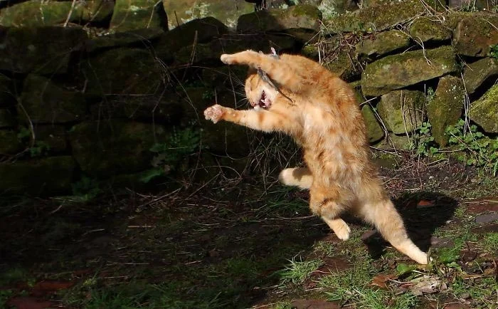 В стиле диско: эти веселые коты научат вас, как нужно танцевать - фото 386473