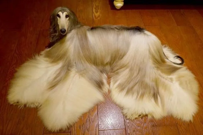 Ця собака так розкішно виглядає, що ви точно позаздрите її зачісці - фото 384440