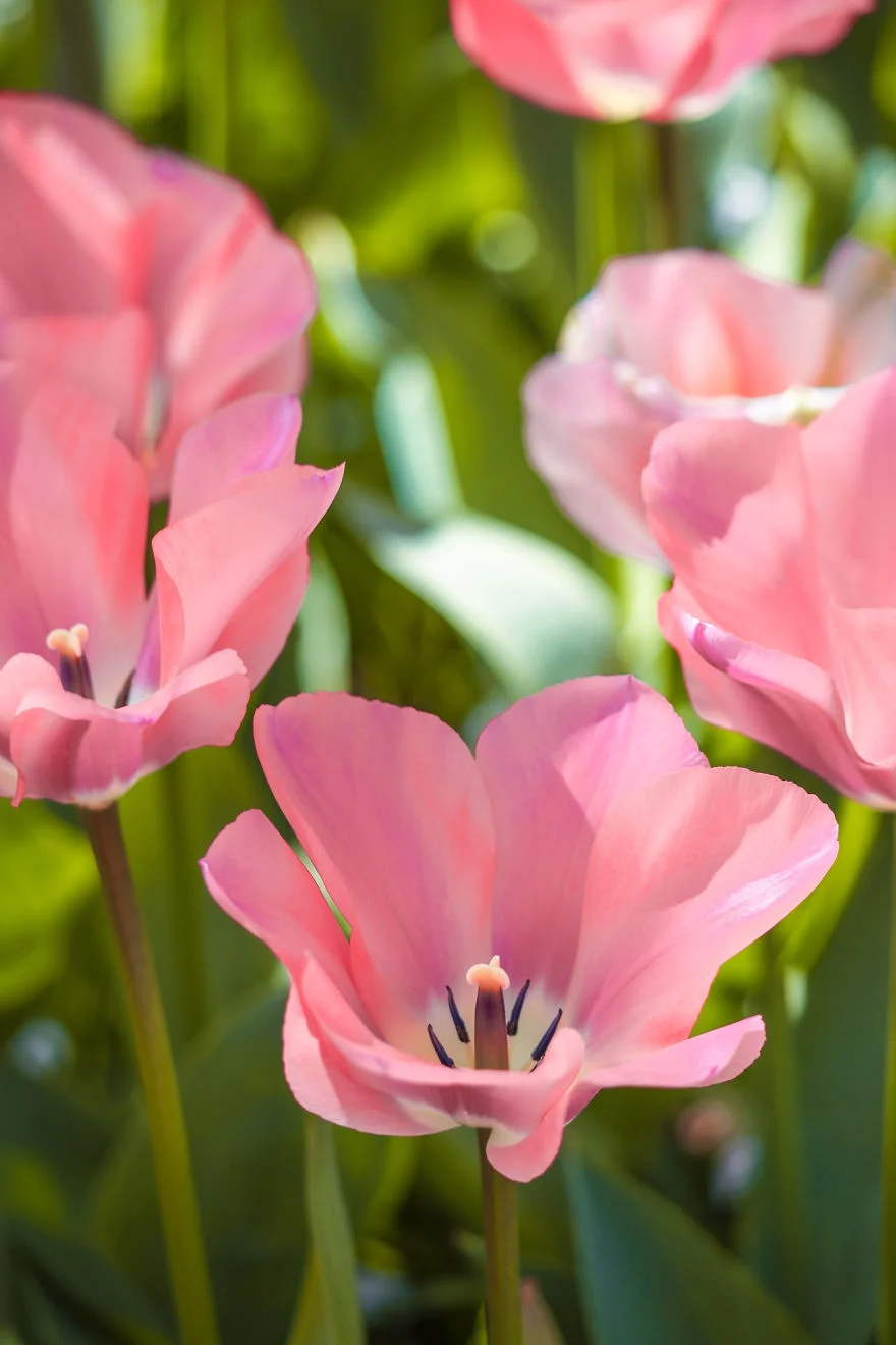 В Нидерландах зацвели поля тюльпанов - зрелище, от которого невозможно оторвать взгляд - фото 382221