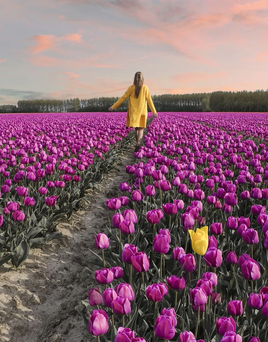 В Нідерландах зацвіли поля тюльпанів - видовище, від якого неможливо відірвати погляд - фото 382230