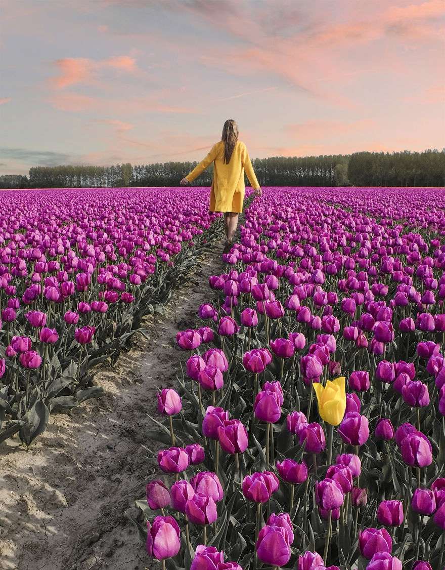 В Нидерландах зацвели поля тюльпанов - зрелище, от которого невозможно оторвать взгляд - фото 382230