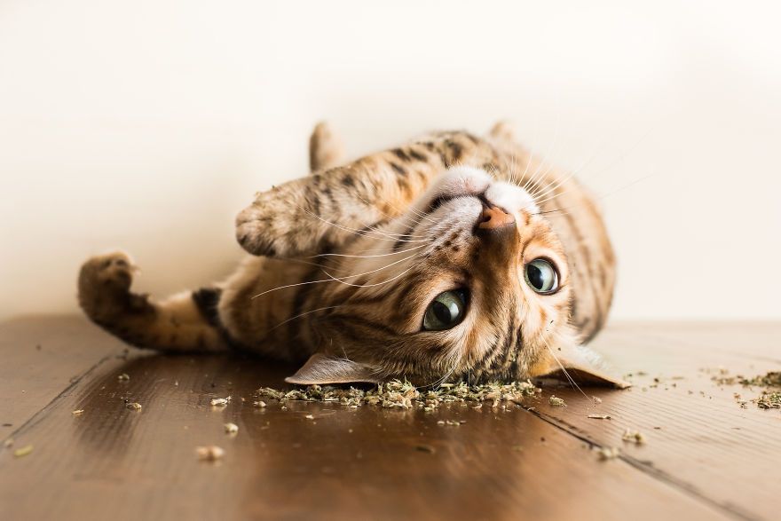 Коты, которые тащатся от кошачьей мяты - фотопроект на миллион - 389680 Коты, которые тащатся от кошачьей мяты - фотопроект на миллион - фото 389680