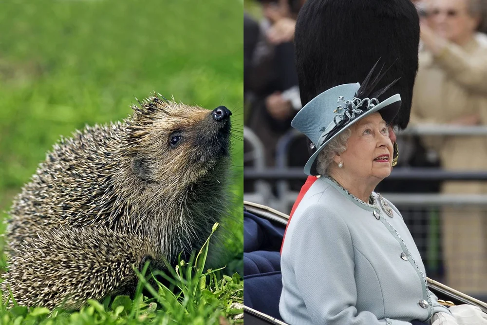 Трудно поверить глазам, но члены королевской семьи очень похожи на этих животных - фото 389834