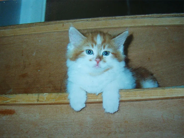 Котик-пенсіонер: ось як виглядає найстаріший кіт у світі - фото 387549