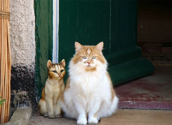 Котик-пенсионер: вот как выглядит самый старый кот в мире - фото 387554