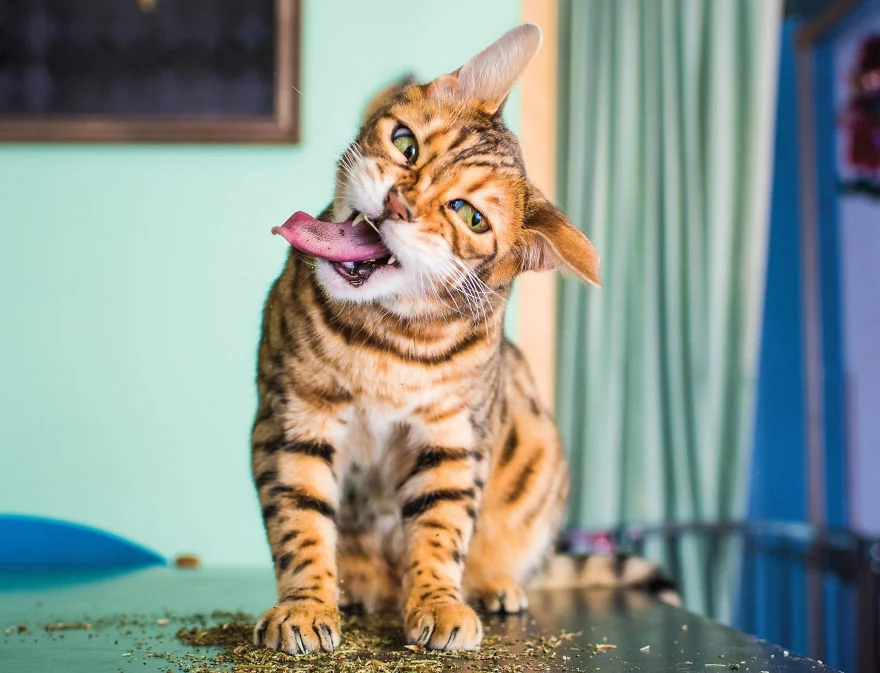 Коты, которые тащатся от кошачьей мяты - фотопроект на миллион - фото 389686