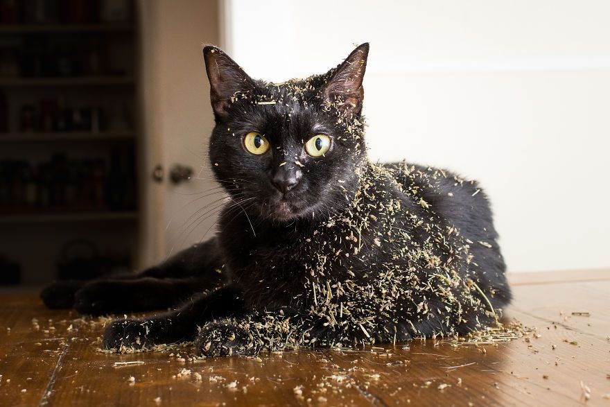 Коты, которые тащатся от кошачьей мяты - фотопроект на миллион - 389690 Коты, которые тащатся от кошачьей мяты - фотопроект на миллион - фото 389690
