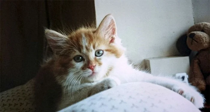 Котик-пенсіонер: ось як виглядає найстаріший кіт у світі - фото 387547
