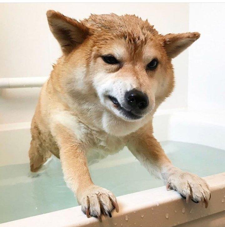 Собака, который не любит купаться, стал героем забавных мемов - фото 391091