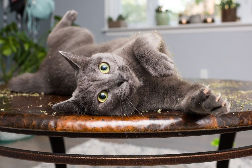 Коты, которые тащатся от кошачьей мяты - фотопроект на миллион - 389693 Коты, которые тащатся от кошачьей мяты - фотопроект на миллион - фото 389693
