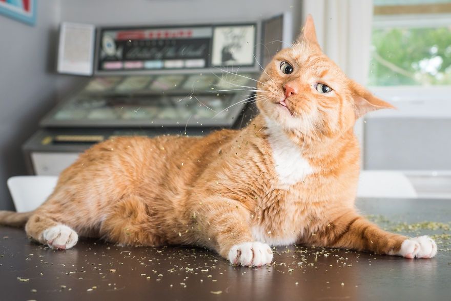 Коты, которые тащатся от кошачьей мяты - фотопроект на миллион - 389698 Коты, которые тащатся от кошачьей мяты - фотопроект на миллион - фото 389698