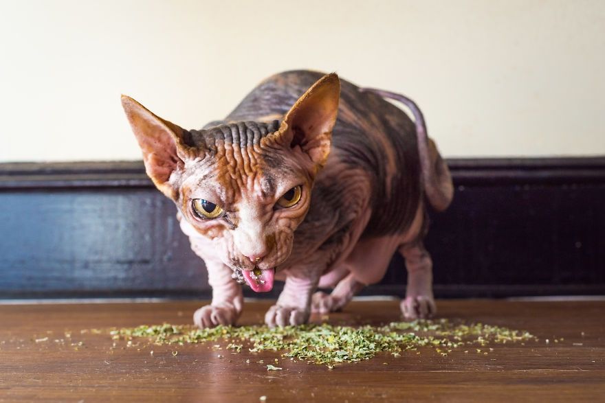 Коты, которые тащатся от кошачьей мяты - фотопроект на миллион - 389691 Коты, которые тащатся от кошачьей мяты - фотопроект на миллион - фото 389691