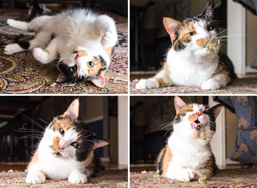 Коты, которые тащатся от кошачьей мяты - фотопроект на миллион - фото 389694