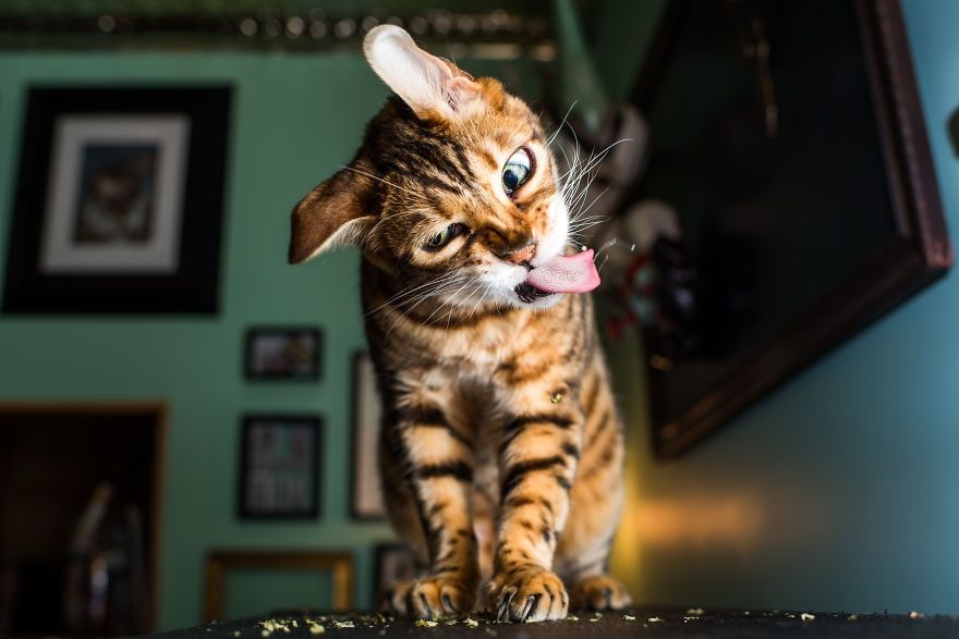 Коты, которые тащатся от кошачьей мяты - фотопроект на миллион - 389681 Коты, которые тащатся от кошачьей мяты - фотопроект на миллион - фото 389681