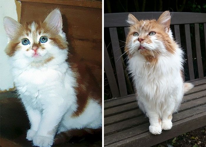 Котик-пенсіонер: ось як виглядає найстаріший кіт у світі - фото 387552