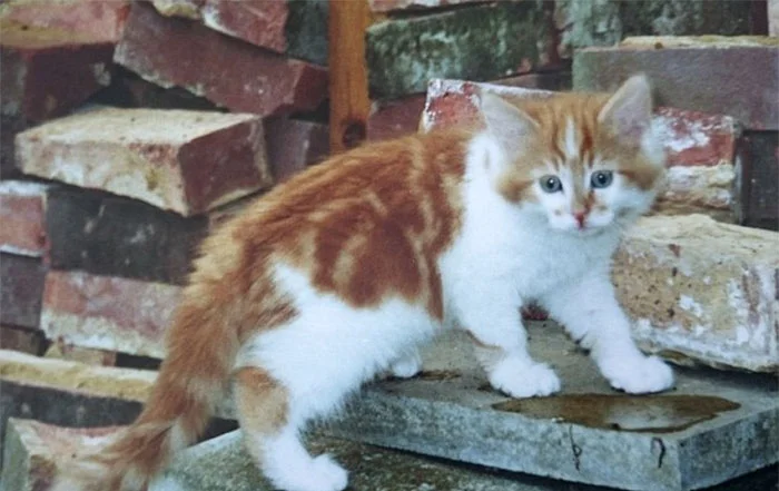 Котик-пенсіонер: ось як виглядає найстаріший кіт у світі - фото 387550