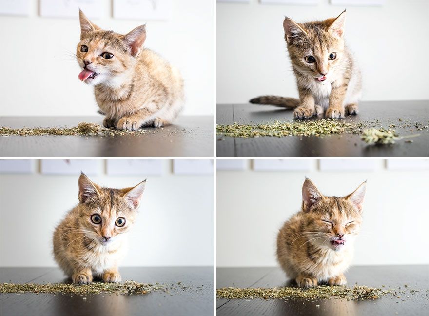 Коты, которые тащатся от кошачьей мяты - фотопроект на миллион - 389685 Коты, которые тащатся от кошачьей мяты - фотопроект на миллион - фото 389685