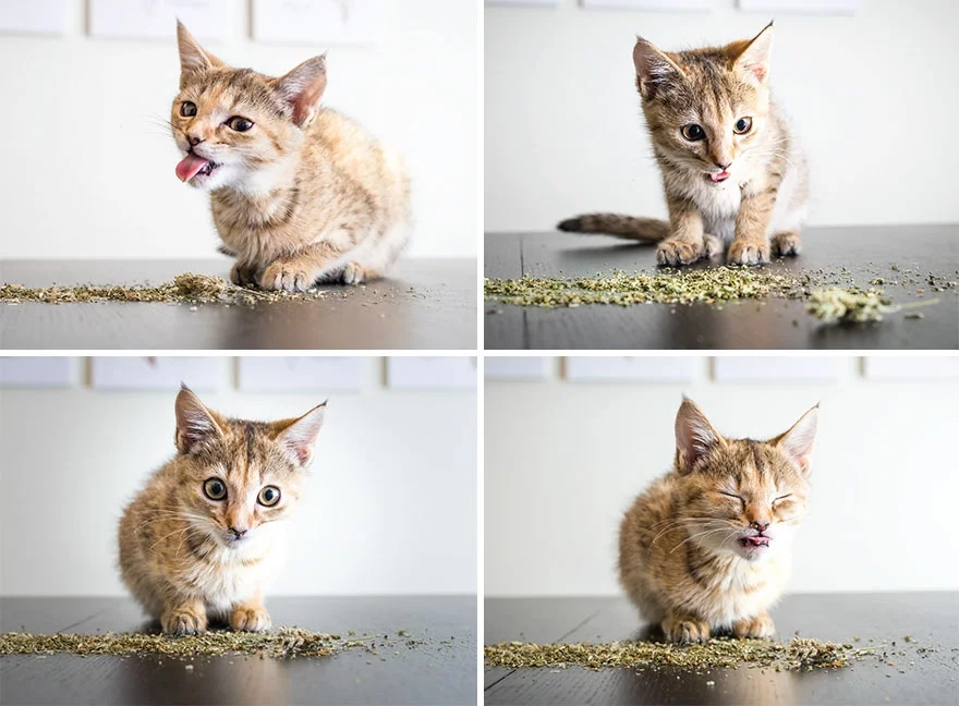 Коты, которые тащатся от кошачьей мяты - фотопроект на миллион - фото 389685