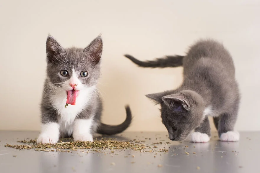 Коты, которые тащатся от кошачьей мяты - фотопроект на миллион - фото 389687