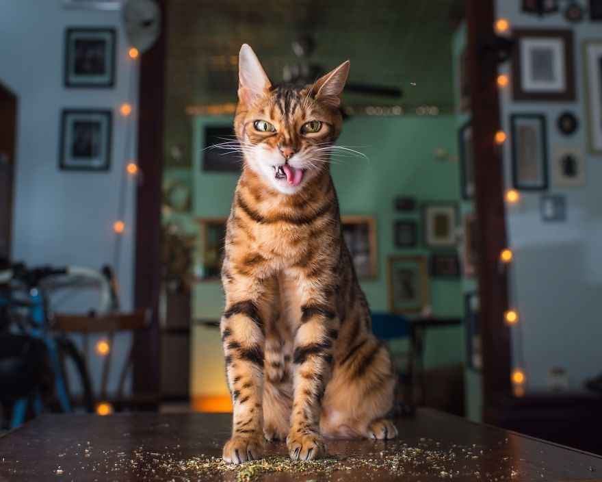 Коты, которые тащатся от кошачьей мяты - фотопроект на миллион - 389696 Коты, которые тащатся от кошачьей мяты - фотопроект на миллион - фото 389696