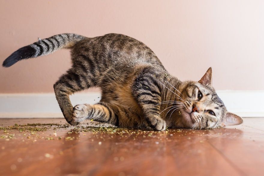 Коты, которые тащатся от кошачьей мяты - фотопроект на миллион - 389692 Коты, которые тащатся от кошачьей мяты - фотопроект на миллион - фото 389692
