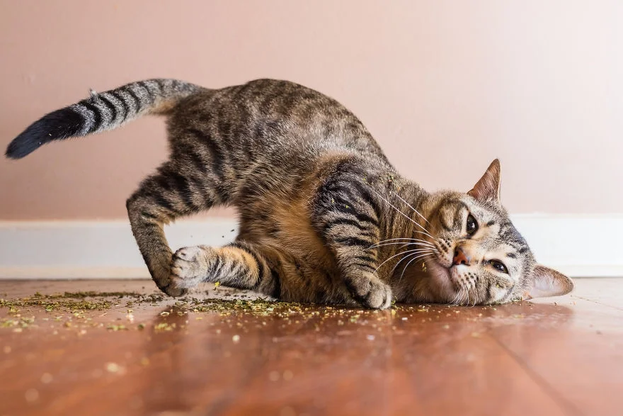 Коты, которые тащатся от кошачьей мяты - фотопроект на миллион - фото 389692