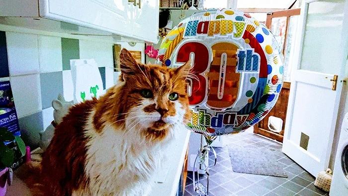 Котик-пенсіонер: ось як виглядає найстаріший кіт у світі - фото 387548
