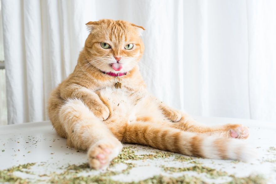 Коты, которые тащатся от кошачьей мяты - фотопроект на миллион - 389682 Коты, которые тащатся от кошачьей мяты - фотопроект на миллион - фото 389682