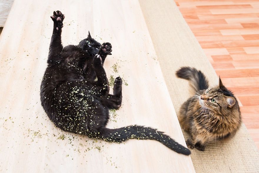 Коты, которые тащатся от кошачьей мяты - фотопроект на миллион - 389684 Коты, которые тащатся от кошачьей мяты - фотопроект на миллион - фото 389684