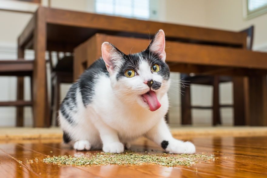 Коты, которые тащатся от кошачьей мяты - фотопроект на миллион - 389695 Коты, которые тащатся от кошачьей мяты - фотопроект на миллион - фото 389695