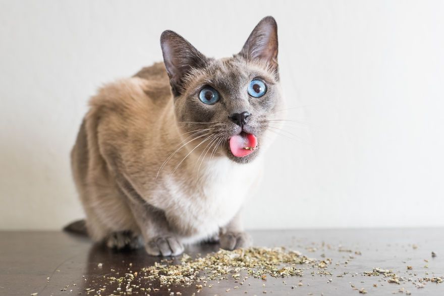 Коты, которые тащатся от кошачьей мяты - фотопроект на миллион - 389683 Коты, которые тащатся от кошачьей мяты - фотопроект на миллион - фото 389683