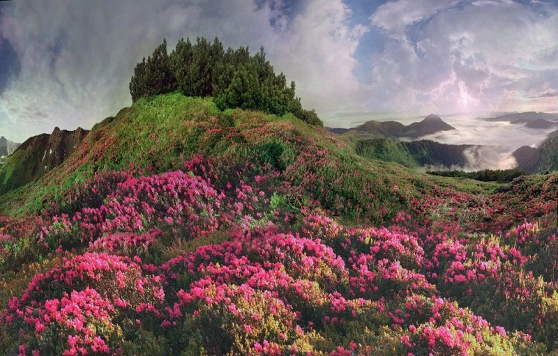 Високо у горах Карпат зацвіла червона рута - видовище, яке захоплює подих - фото 388895