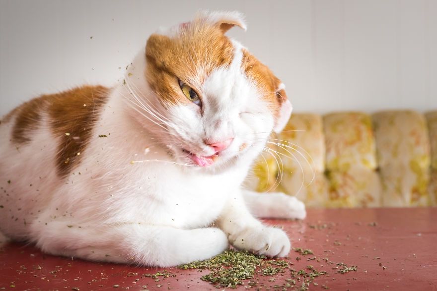 Коты, которые тащатся от кошачьей мяты - фотопроект на миллион - 389688 Коты, которые тащатся от кошачьей мяты - фотопроект на миллион - фото 389688