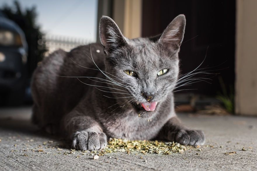 Коты, которые тащатся от кошачьей мяты - фотопроект на миллион - 389697 Коты, которые тащатся от кошачьей мяты - фотопроект на миллион - фото 389697