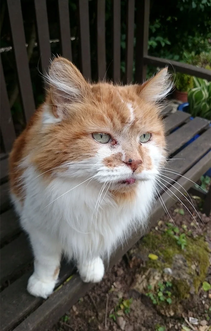 Котик-пенсионер: вот как выглядит самый старый кот в мире - фото 387557