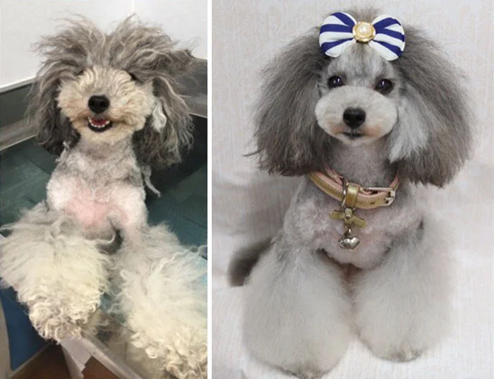 Японец делает собакам стильные стрижки, и они выглядят круче тебя - фото 391780