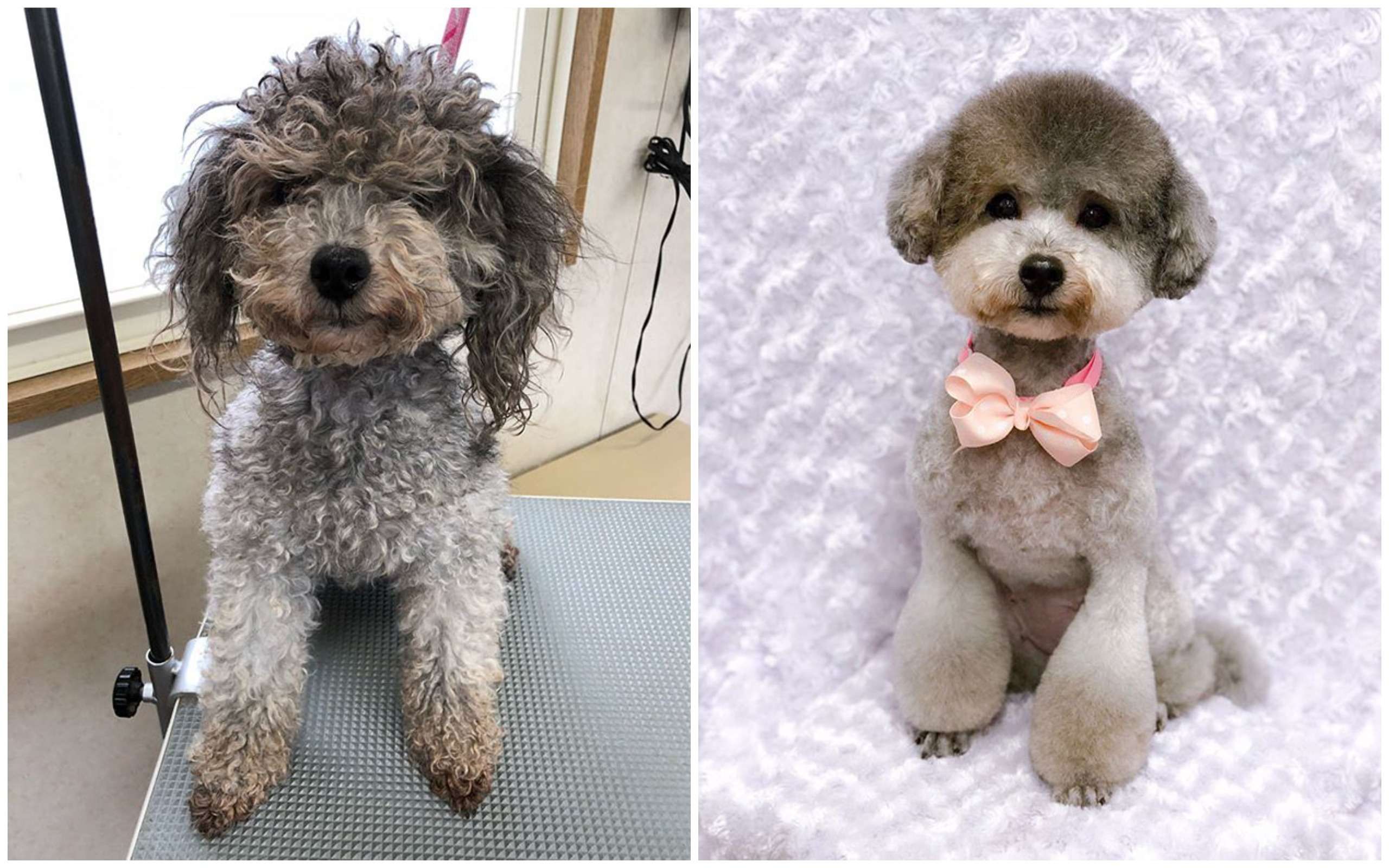 Японец делает собакам стильные стрижки, и они выглядят круче тебя - фото 391787