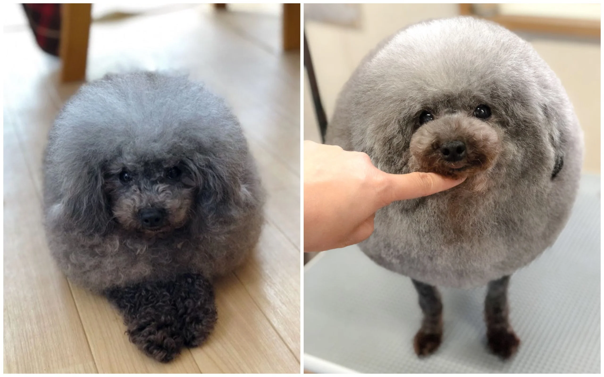 Японец делает собакам стильные стрижки, и они выглядят круче тебя - фото 391785