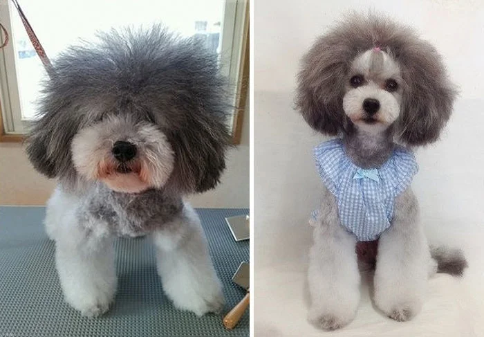 Японец делает собакам стильные стрижки, и они выглядят круче тебя - фото 391782