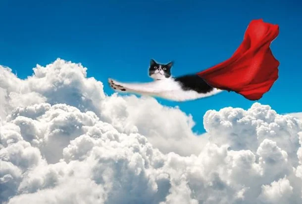 Супергнучкий кіт розсмішив мережу і став героєм прикольних мемів - фото 392316
