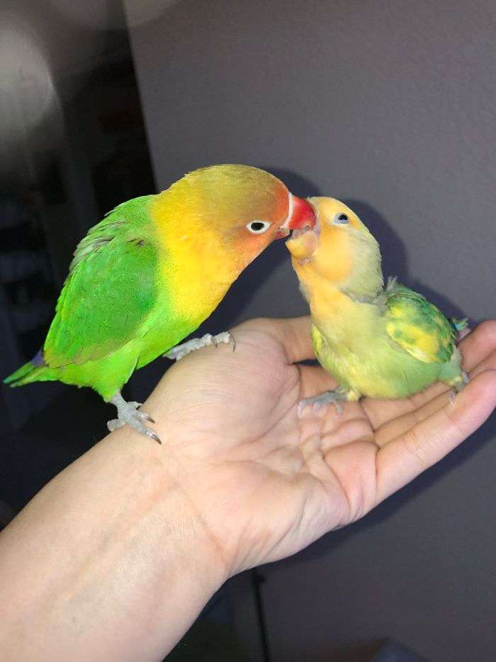 Интернет восторге от любовной истории двух попугайчиков и их новорожденных детенышей - фото 393684