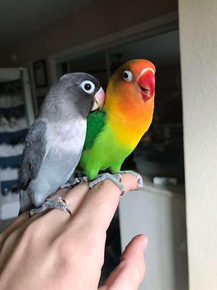 Интернет восторге от любовной истории двух попугайчиков и их новорожденных детенышей - фото 393686