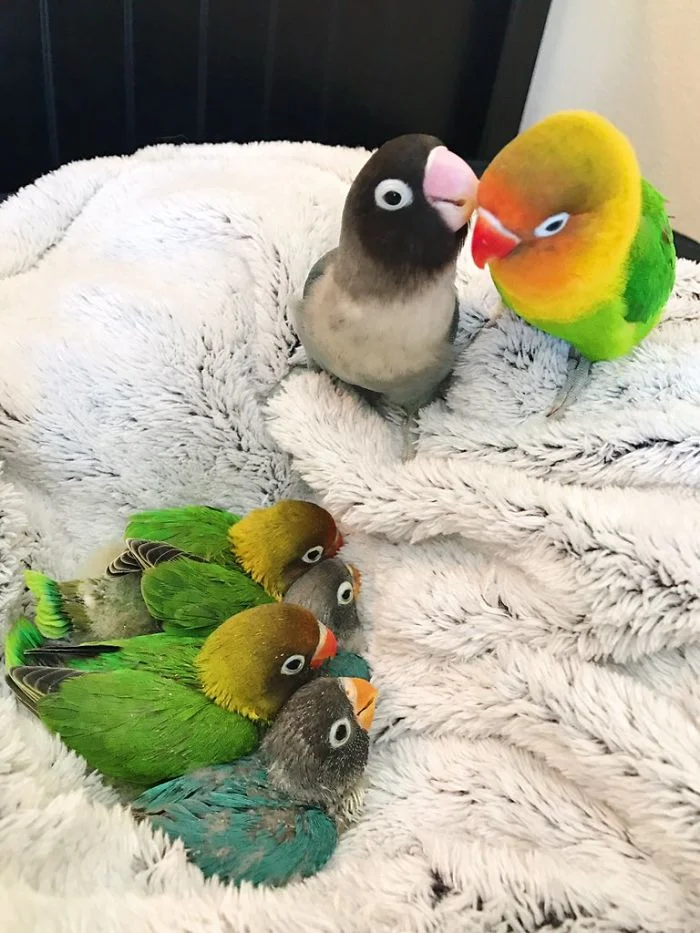 Интернет восторге от любовной истории двух попугайчиков и их новорожденных детенышей - фото 393688