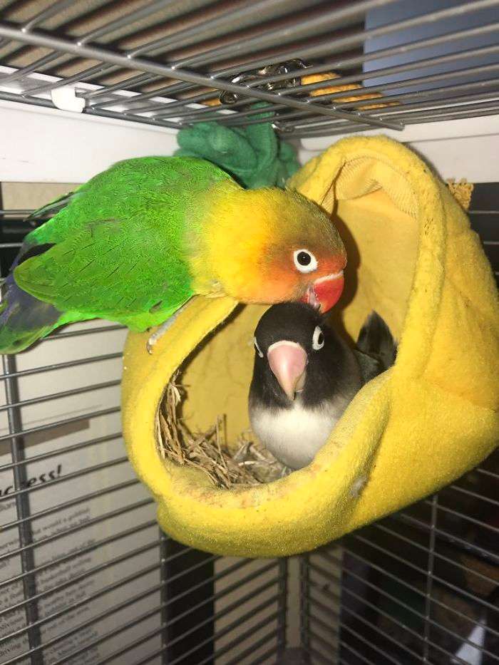 Интернет восторге от любовной истории двух попугайчиков и их новорожденных детенышей - фото 393690