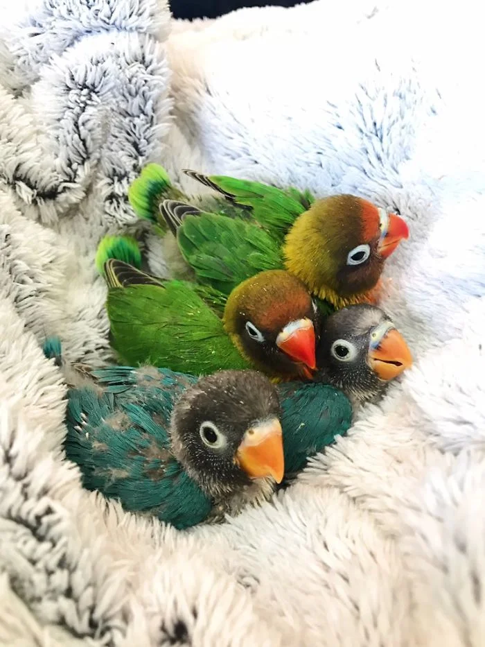 Інтернет у захваті від любовної історії двох папужок і їхніх новонароджених дитинчат - фото 393691